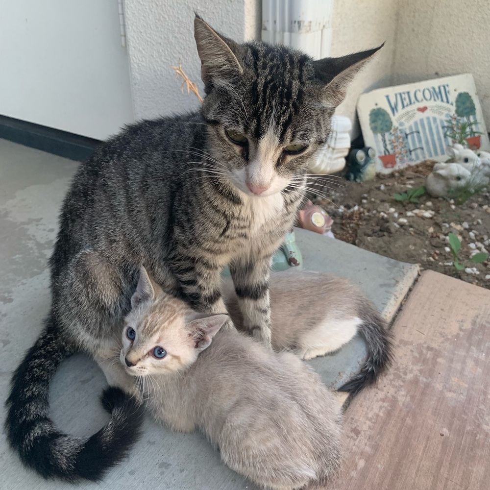 * SELLING TO HELP THESE BABIES *